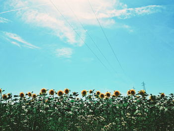 Low angle view of flowers on field against sky