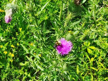 High angle view of purple flowering plant on field