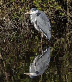 High angle view of gray heron perching on a lake