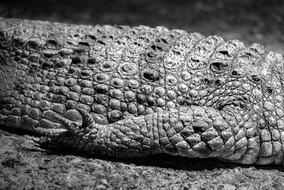 Close-up of a crocodile