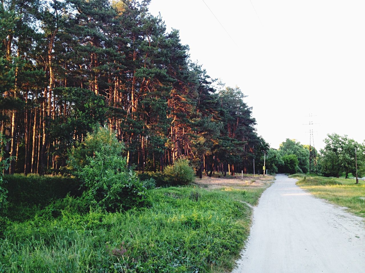 tree, the way forward, clear sky, grass, road, growth, diminishing perspective, built structure, green color, footpath, plant, architecture, building exterior, vanishing point, nature, dirt road, empty road, tranquility, house, pathway