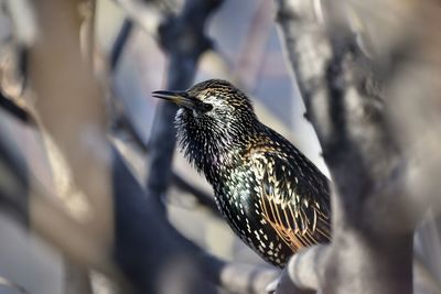 Close-up of bird perching on wall