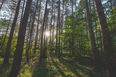 Sunlight streaming through trees in forest