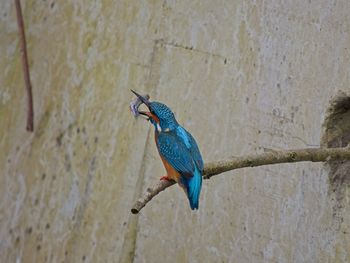 Close-up of bird perching on tree