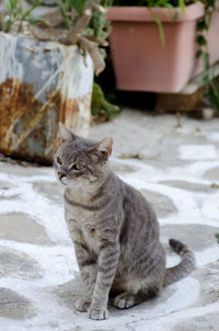 Cat sitting outdoors