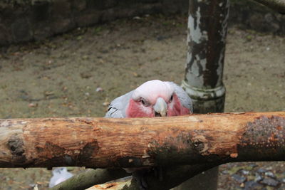 View of a bird on wood