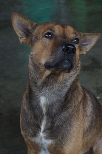 Close-up of dog looking away