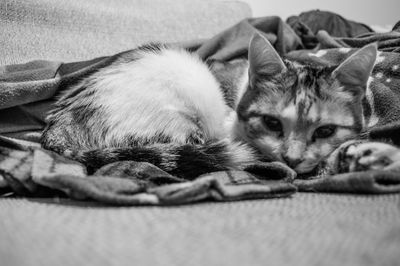 Close-up portrait of cat lying on blanket