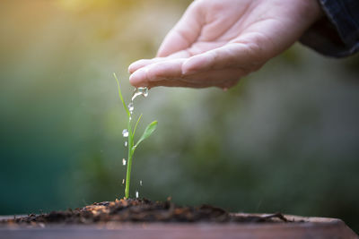 Close-up of hand holding plant