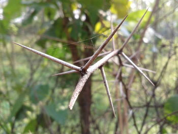 Close-up of spider web on tree