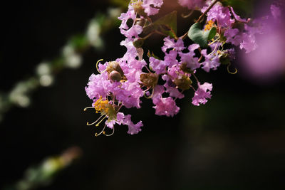Close-up of purple flowers