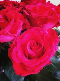Close-up of pink rose