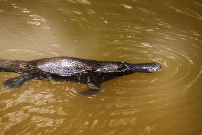 High angle view of turtle in lake