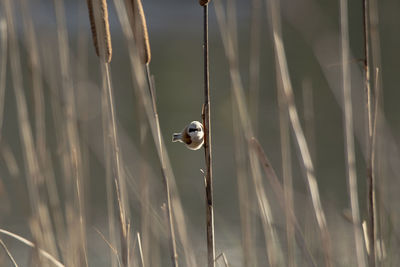 View of bird