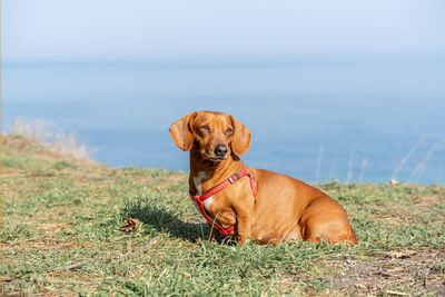 A dachshund in the forest. it is also known as the wiener dog or sausage dog. 