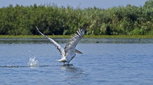 View of bird flying over water