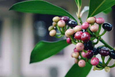 Close-up of berries growing on tree