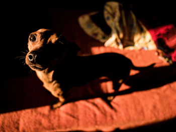 Close-up portrait of a dog