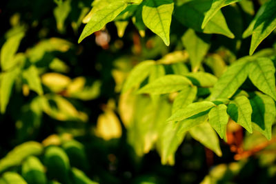 Close-up of green leaves