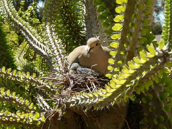 Bird perching on tree trunk