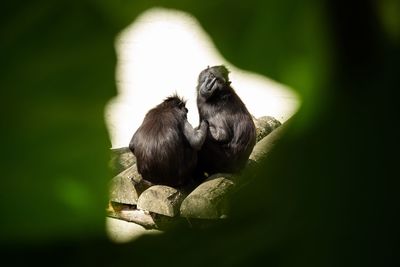 Close-up of a monkey