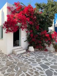 Pink flowering tree by building