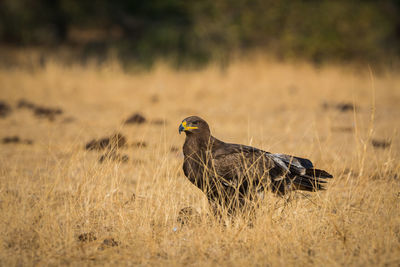 Side view of a bird on field