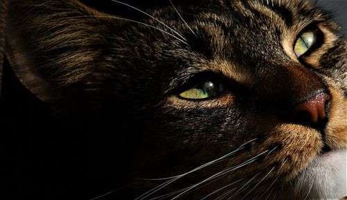 Close-up portrait of cat