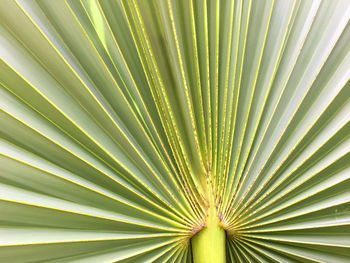 Full frame shot of palm leaf