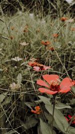 Close-up of red flowering plants on field