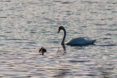 Swans swimming in lake