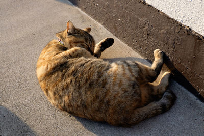 Cat sleeping on couch