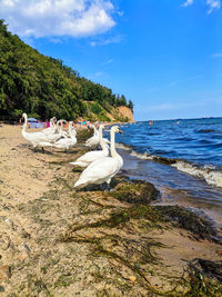 Seagulls on beach