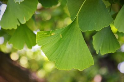 Close-up of green leaves on plant