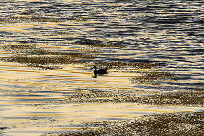 Full frame shot of duck swimming in lake