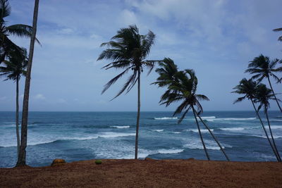 Palm trees on beach against sky