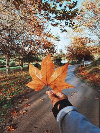 Low angle view of maple leaves on tree during autumn