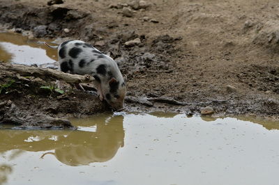 Pig drinking water in a lake