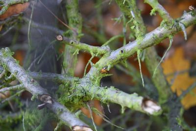 Close-up of plant against blurred background