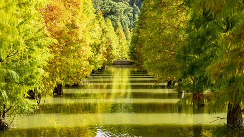 Scenic view of lake in forest