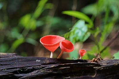 Pink burn cup mushroom, tropical rain forest