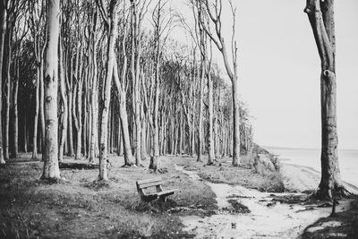 Trees growing in forest against sky