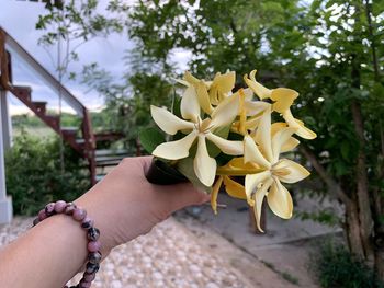 Close-up of hand holding yellow flowering plant