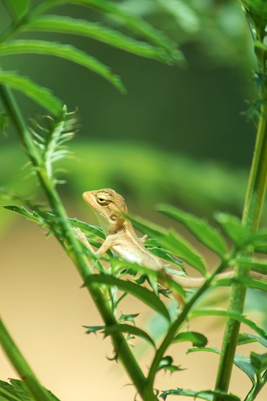 CLOSE-UP OF A LIZARD ON LEAF