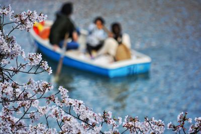 Cherry blossoms along lake with family in row boat in the background