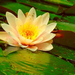 Close-up of lotus water lily