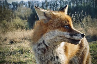 Close-up of dog looking away