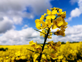 Yellow flowering plant against sky