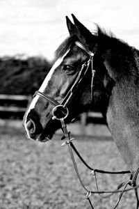 Close-up of horse against sky