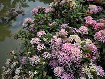 High angle view of pink flowering plants
